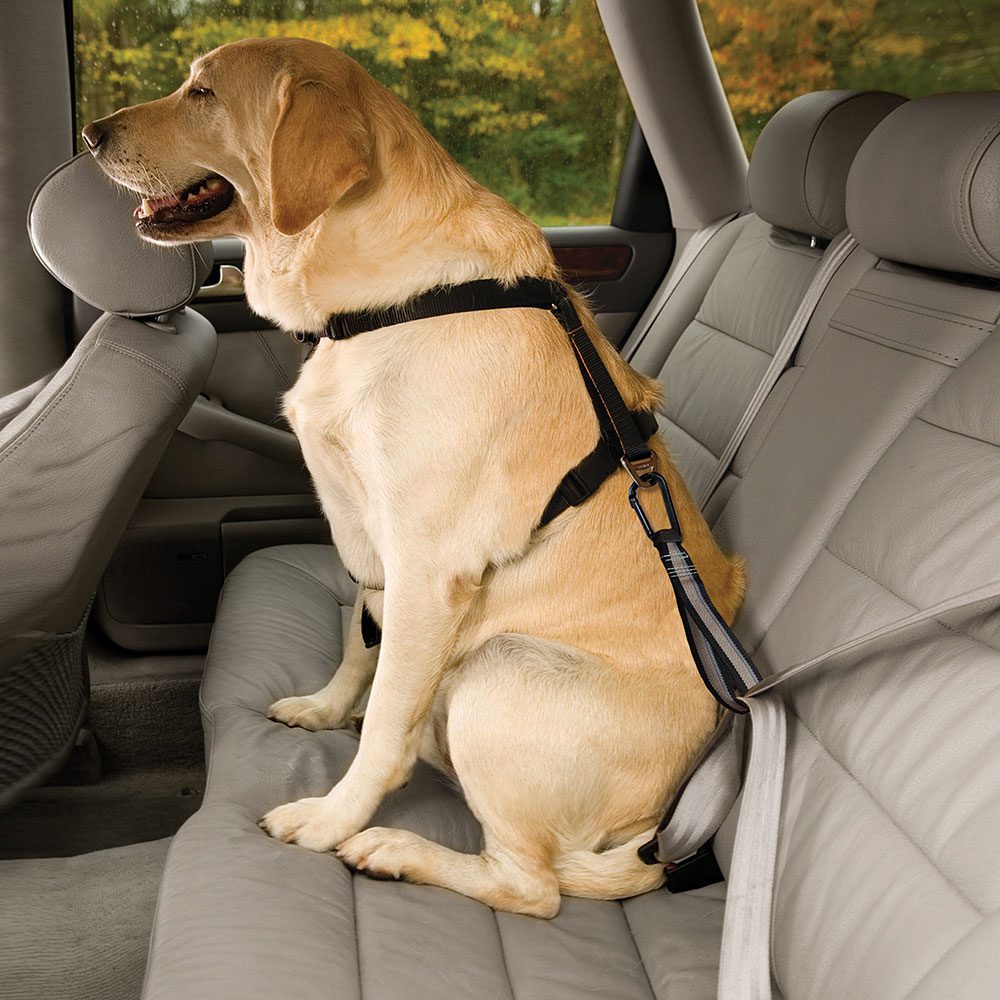 peitoral para transporte de pet